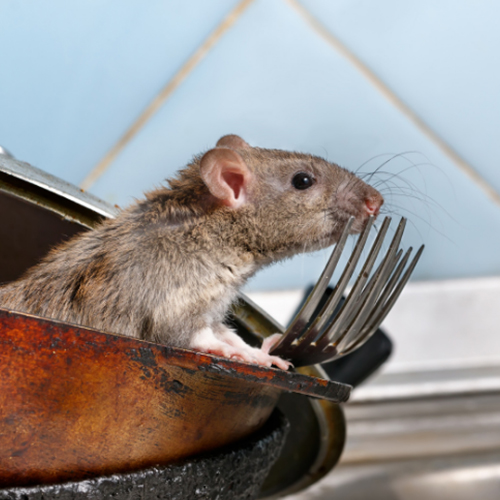 Rodent Control